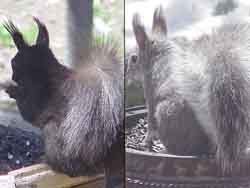 Tuft-eared,or Abert's,squirrels.