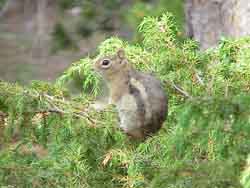 A golden mantled ground squirrel.